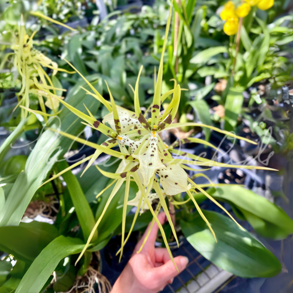 Brassia+Rex+Sakata+AM:AOS+1.